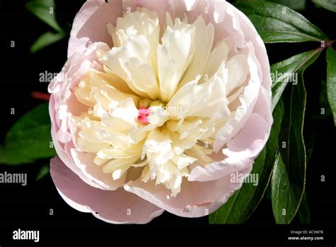 Whitish Pink Petals Hi Res Stock Photography And Images Alamy