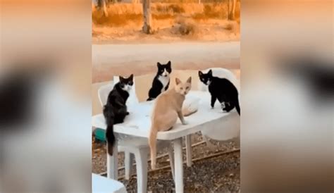 Facebook viral gato aprovecha descuido de su dueña para salir de casa