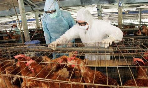 Bird Flu Outbreak Seven People Test Positive For Virus First Ever