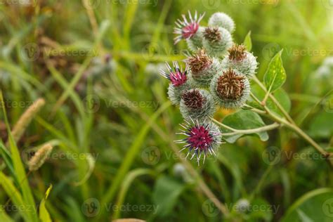 Arctium Lappa Commonly Called Greater Burdock Blooming Burdock Flowers