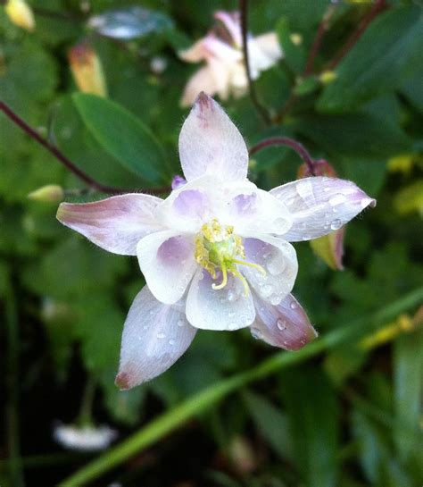 Pale Pink Aqualigia Pale Pink Garden Design Gardening Plants Lawn