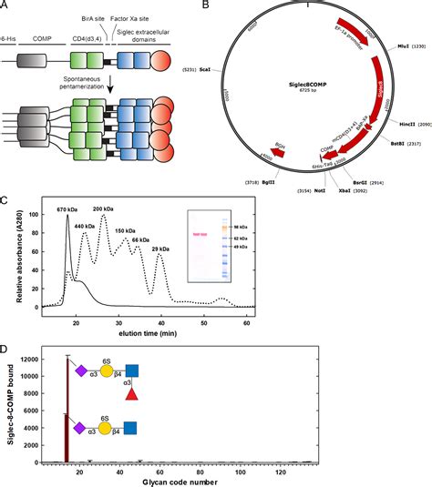 Figure From Sialylated Keratan Sulfate Proteoglycans Are Siglec