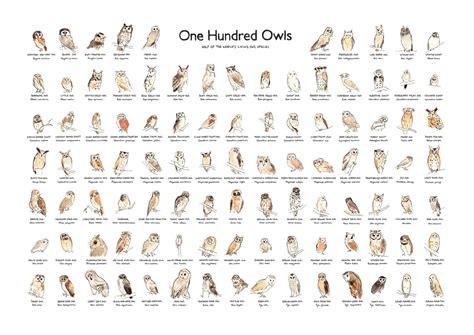 Owl Illustration Owl Species Poster Art Print A2 Giclee