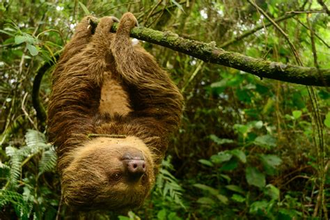 slowest animal in earth 13