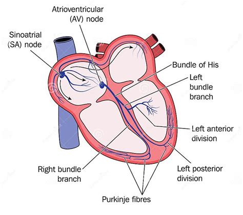 Conduction System Of Heart Stock Vector Illustration Of Human 46350928