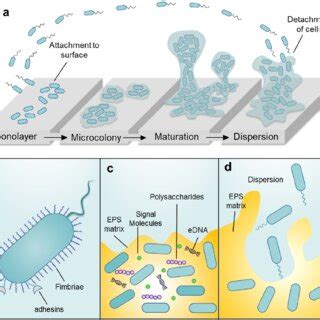 Biofilm formation stages and mechanism. (a) Biofilm formation stages.... | Download Scientific ...