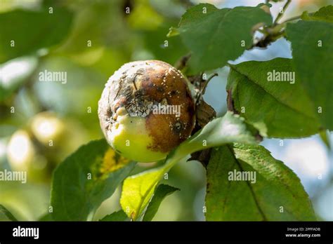 Apple Moniliasis The Apple Rot On The Tree Fruit Rot Of The Apple Tree Diseases Of Fruit