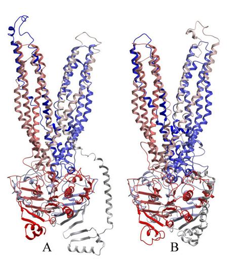 Abcb1 And Abcc5 Models Cα Traces Of The Abcb1 Panel A And Abcc5 Download Scientific Diagram