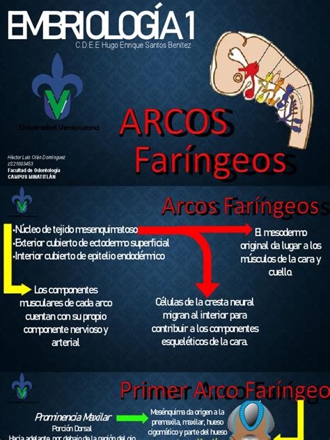 Arcos Faríngeos Pdf Laringe Lengua