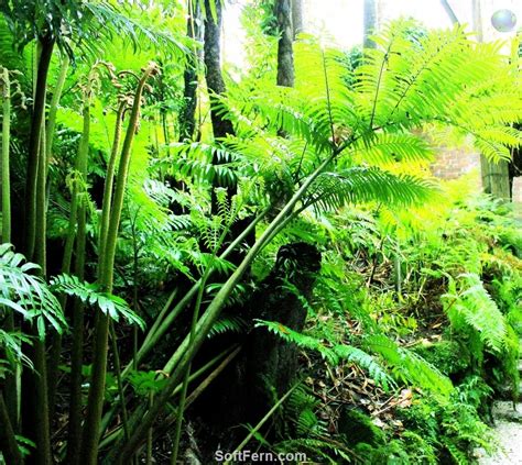 Fern - a distinctive symbol of New Zealand Video. New Zealand flag ...