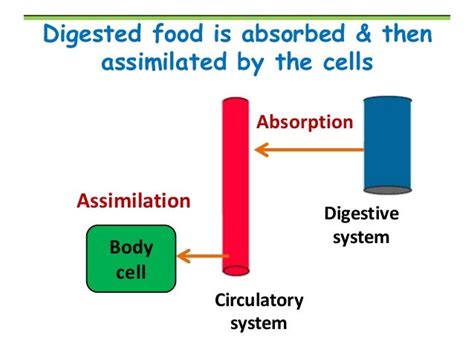 Digestion