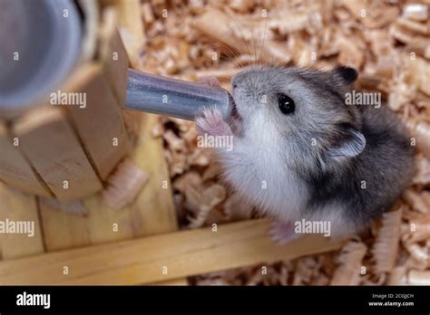 Campbells Dwarf Hamster Hi Res Stock Photography And Images Alamy