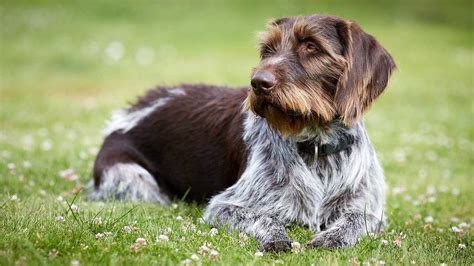 Duitse Staande Hond Draadhaar Uiterlijk En Karakter Foto S Hondjesgids