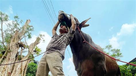 Nama Sapi Kurban Irfan Hakim Dari Tahun Ke Tahun Terakhir Wariso