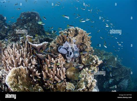 Coral Reef Of Palau Micronesia Palau Stock Photo Alamy