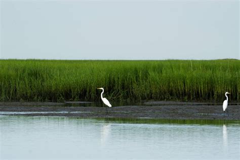 What is a Salt Marsh? An Essential Ecosystem Explained