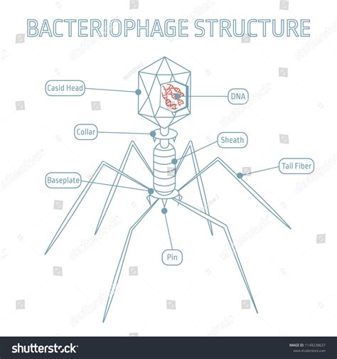 Structure Of Bacteriophage Bacteriophage Royalty Free Stock Vector