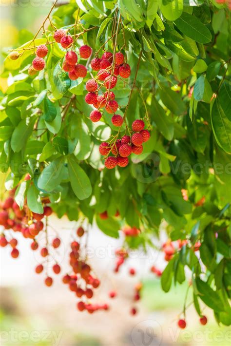 Lychees On The Treeclose Up Of Lychee Fruitfresh Lychee Fruits