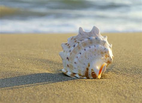 Shell on the beach stock photo. Image of wave, travel - 198738470