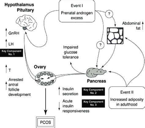 A Schematic Diagram Representating Prenatal Androgen Excess Hypothesis Download Scientific