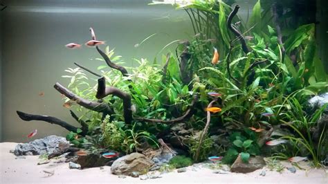 Layout Aquascape