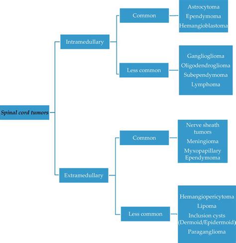 Intradural Extramedullary Spinal Tumors | IntechOpen