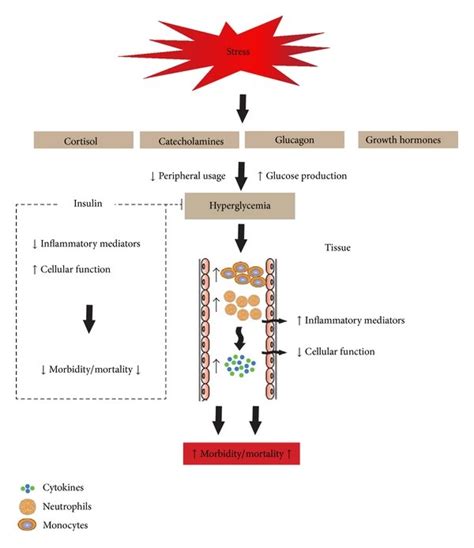 Schematic Summary Of Hyperglycemia And Insulin Treatment Regulation Of