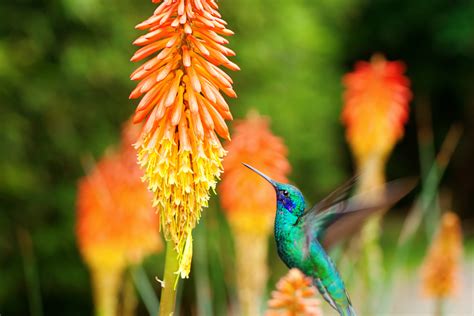 20 Best Plants To Attract Hummingbirds