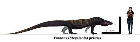 New Megalania Too Based Fandom