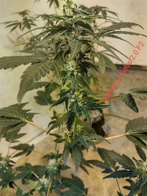 Rainbow Belts 2 0 F2 Lazy Daizy Genetics Cannabis Strain Info