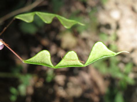 Tick Trefoil Naked Flowered Mammoth Cave Area Flora