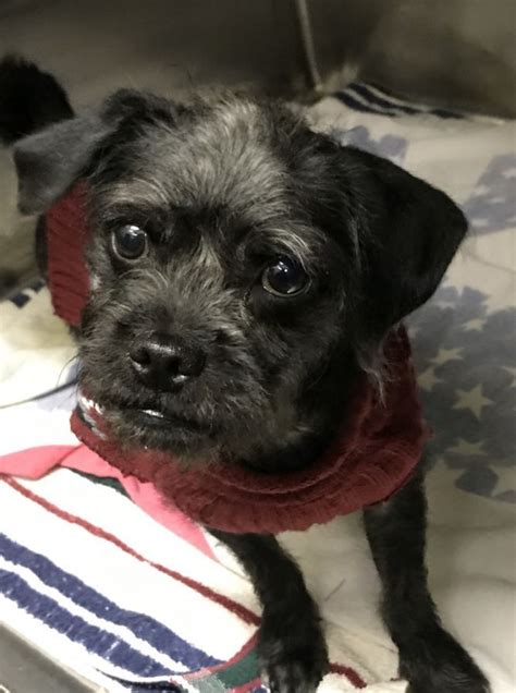 Adopt Cedric 2 On Petfinder Pug Mix Brussels Griffon Pup