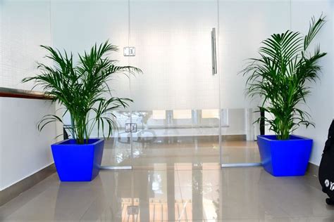 Plants For Offices Treemendous