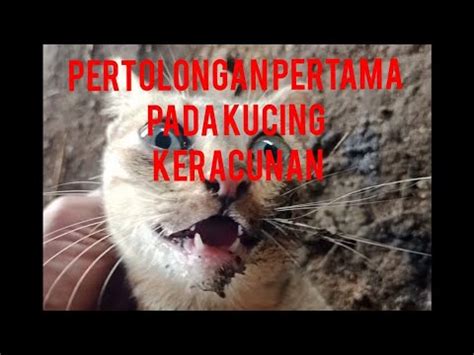 Cara Mengobati Kucing Keracunan Dengan Tepat Youtube