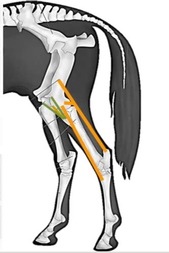 Comparative Hindlimb Anatomy Flashcards Quizlet