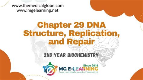 Chapter 29 Dna Structure Replication And Repair Storage And