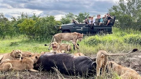 The Nkuhuma Pride On A Buffalo Leopards And A Huge Herd Of