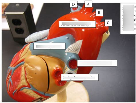 Heart Model Diagram Quizlet