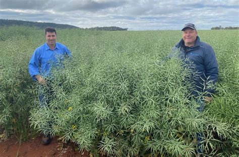 Pacific Releases Two New Hyola Canola Varieties Grain Central