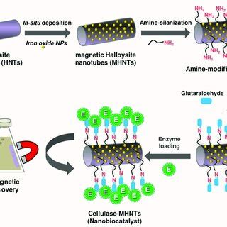 Representative Illustration For Immobilizing Cellulase Enzyme On To