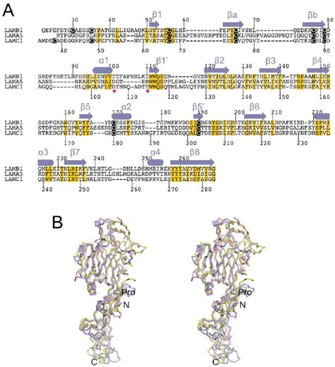 Comparison Of The Short Arm Tips Of The Laminin A 5 B 1 And C 1