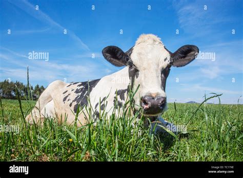 Portrait Of Dairy Cow Holstein Breed Friesian Stock Photo Alamy