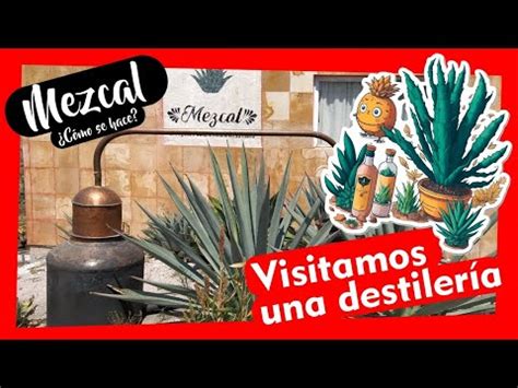 Como Se Hace El Mezcal Descubre El ProcesoTipos De Agave Visita A