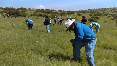 Reforestación Rural Medida De Conservación Secretaría De Medio Ambiente Y Recursos Naturales