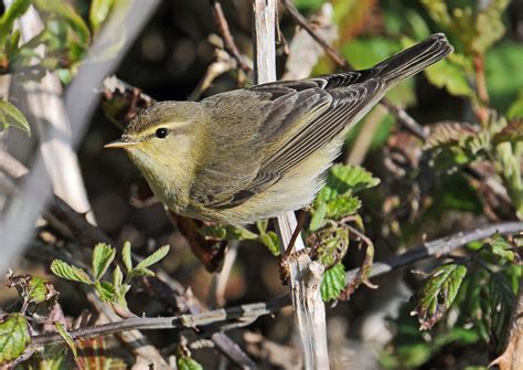 Details Willow Warbler Birdguides