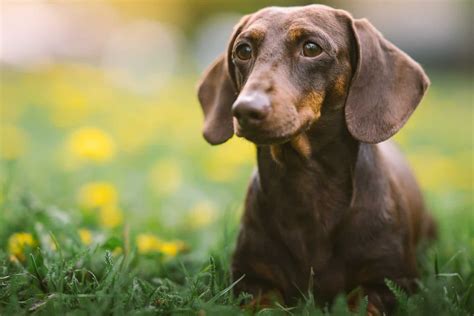 Dachshund Growth Chart: What Size Will Your Pup Reach?