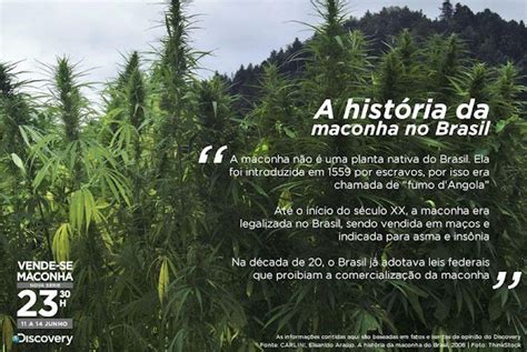 Cannabis Informa O Para O Mundo A Hist Ria Da Maconha No Brasil