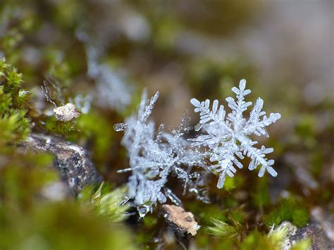 Der Eismann Hat Wieder Zugeschlagen Schneeflocke Snowflake Flickr