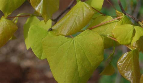 Hearts of Gold Eastern Redbud | Crystal Bridges Museum of American Art