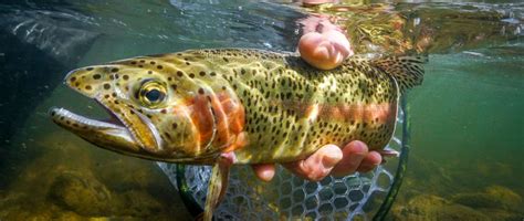 Ready To Fish The Salmon Fly Hatch